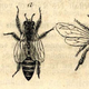 Illustration for article titled Invisible Beasts Explores the Evolutionary Biology of Imaginary Animals